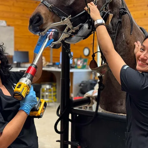 Equine dental examination with power float