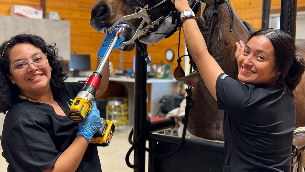 Lone Star equine veterinary team at work